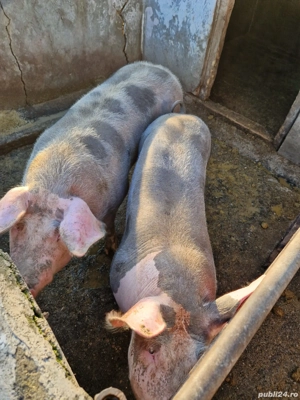 vand porc bio - imagine 2