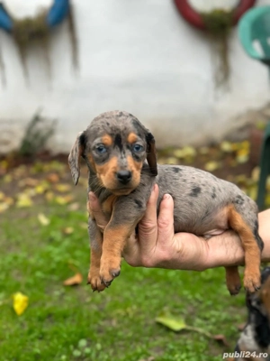 Teckel disponibili - imagine 2