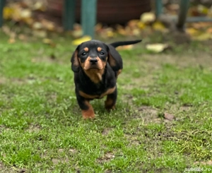 Teckel disponibili - imagine 3