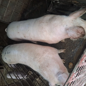 Porci crescuți in gospodărie cu furaje naturale