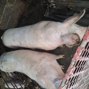 Porci crescuți in gospodărie cu furaje naturale - imagine 2