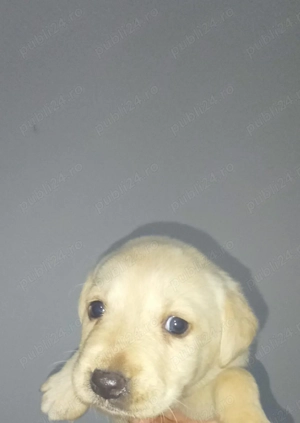 Pui Labrador Retriever Galbeni si Negri - imagine 5