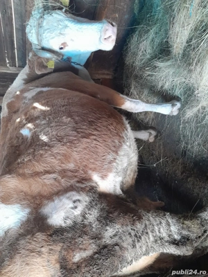 vaca de vanzare  - imagine 4
