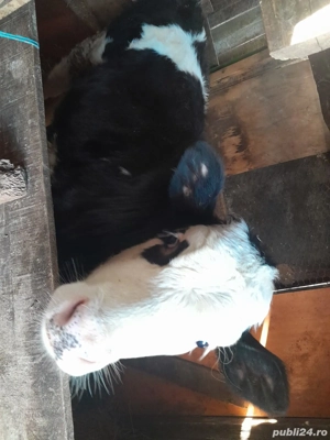 vaca de vanzare  - imagine 2