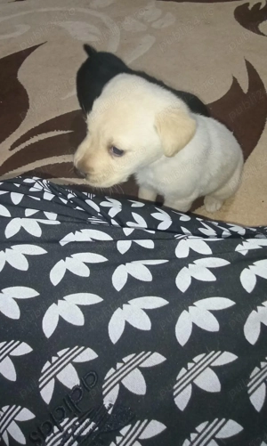 Pui Labrador Retriever Galbeni si Negri - imagine 3