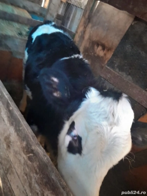vaca de vanzare 
