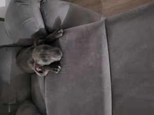 Vand amsaff - imagine 3