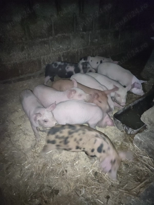 Vand purcei înțărcați 6 saptamani