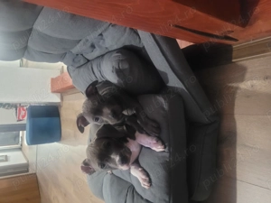 Vand amsaff - imagine 2