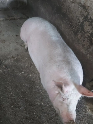Porc de vânzare - imagine 4