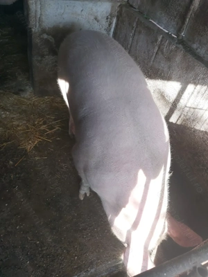 Porc de vânzare - imagine 5