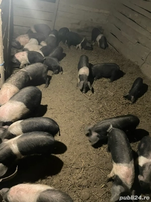 Purcei Bazna  - imagine 4