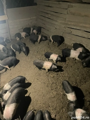 Purcei Bazna  - imagine 3