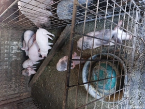 vind purcei - imagine 2