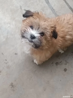 Cățel bichon  - imagine 3