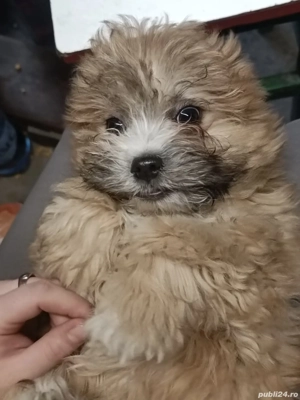 Cățel bichon  - imagine 5
