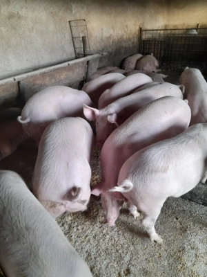 Porc de vanzare Satu mare 