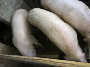 Porci de vânzare  - imagine 2