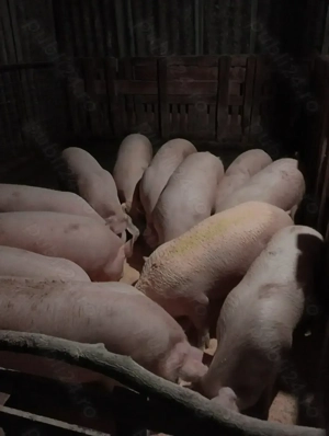 Vând porci de carne de la 100 la 200 de kg - imagine 2