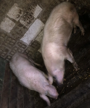 Porci de vânzare 