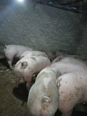 Porci de vânzare  - imagine 3