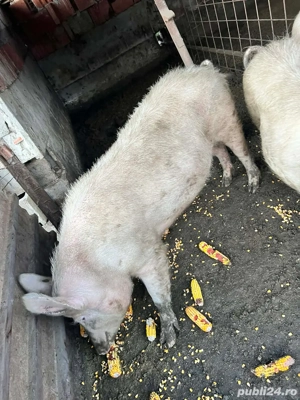 porc de vanzare  - imagine 2