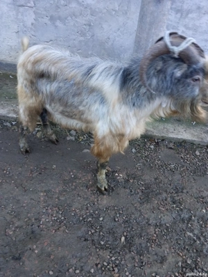 vând țap de un an și trei luni  - imagine 4