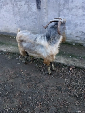 vând țap de un an și trei luni 