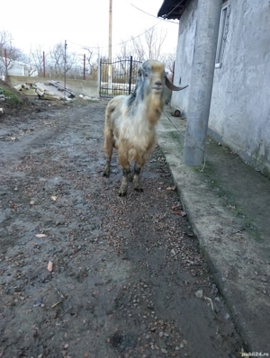 vând țap de un an și trei luni  - imagine 3