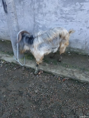 vând țap de un an și trei luni  - imagine 2