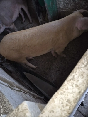 Vand porc aprox. 120kg