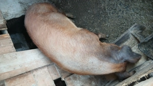 Porci rasa duroc 180 - 200 de kg - imagine 4