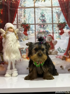 Yorkshire Terrier, Mascul, Canisa, Certificat de pedigree  - imagine 5