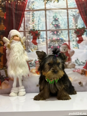 Yorkshire Terrier, Mascul, Canisa, Certificat de pedigree  - imagine 4