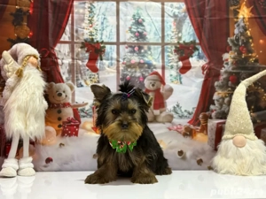 Yorkshire Terrier, Mascul, Canisa, Certificat de pedigree  - imagine 2