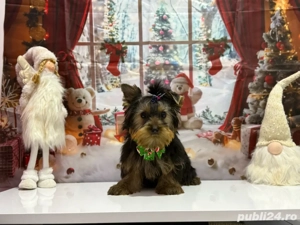 Yorkshire Terrier, Mascul, Canisa, Certificat de pedigree  - imagine 3