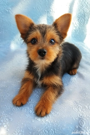 Băiat Yorkshire Terrier de vânzare 