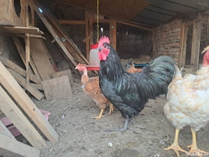 cocos austrolop  - imagine 2