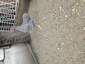 Cocoș Playmont Rock Barat  - imagine 3