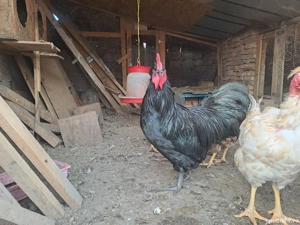 cocos austrolop  - imagine 3