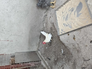 Cocoș Playmont Rock Barat  - imagine 4