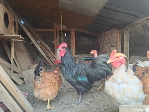 cocos austrolop  - imagine 4