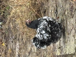 Orpington bobat de vânzare 