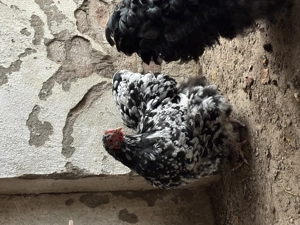 Orpington bobat de vânzare  - imagine 2