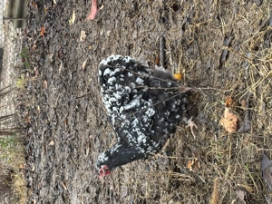 Orpington bobat de vânzare  - imagine 3