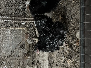 Orpington bobat de vânzare  - imagine 4