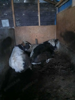 Vitei ,porci și curcani  - imagine 2