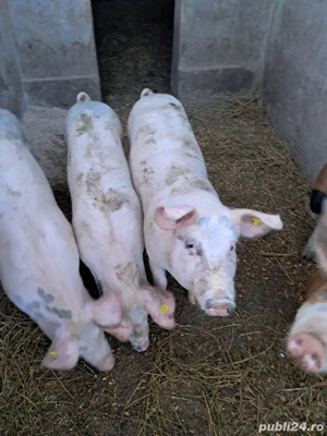 porci de canzare  - imagine 3