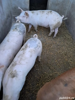 porci de canzare  - imagine 2