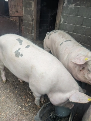 Porc de vânzare 
